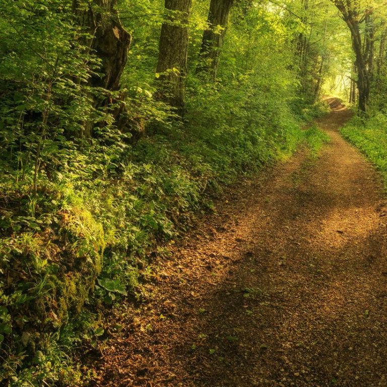 SchöpfungsWeg Sonnenaufgang über einem nebligen Wald mit strahlenden Lichtstrahlen.