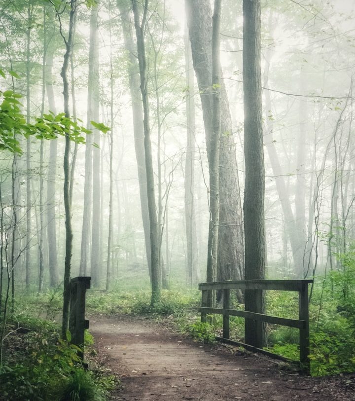 einzelner befestigter Weg Ein nebliger Waldweg mit hohem Gras und Bäumen, die im Hintergrund verschwommen sind.